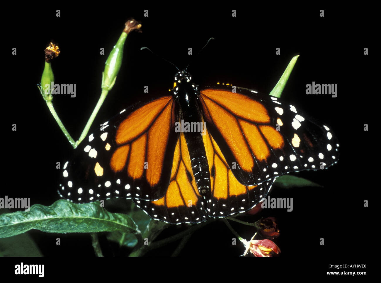 Monarch schmetterling hi-res stock photography and images - Alamy