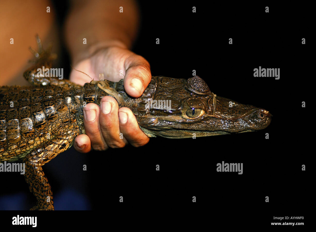 Kaiman in der Hand eines Caboclos Amazonas Stock Photo