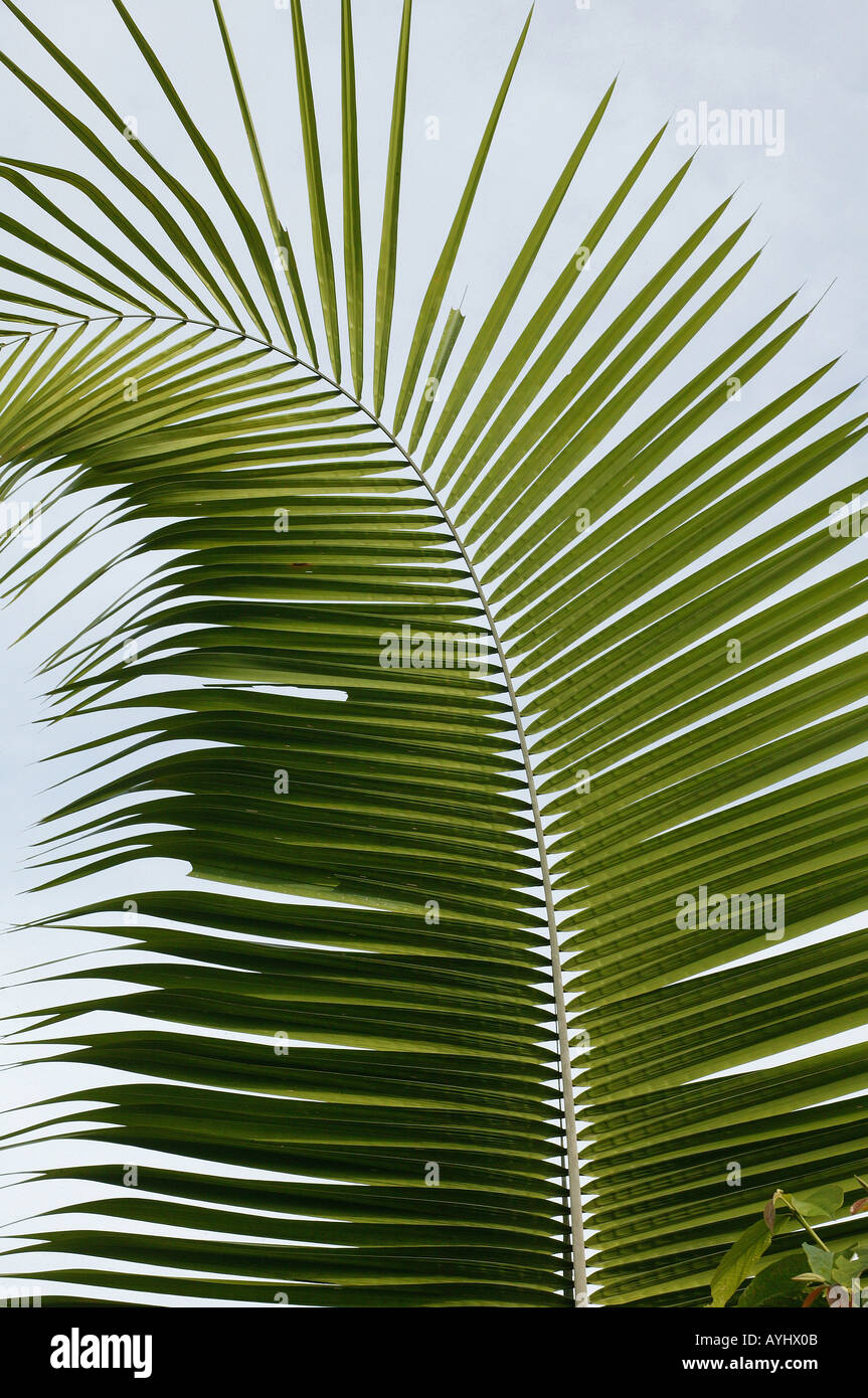 Palmwedel Amazonas Stock Photo