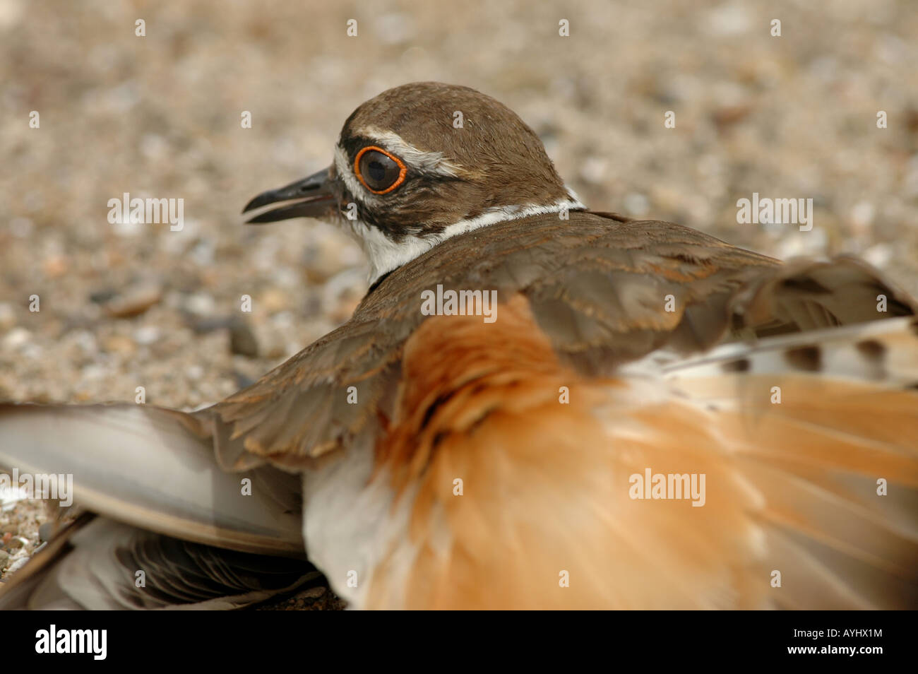 killdeer nest broken wing act Stock Photo Alamy