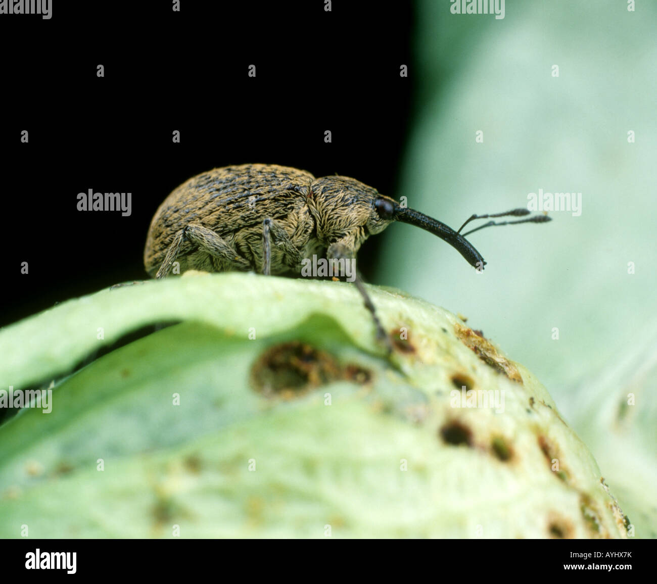 Boll weevil Anthonomus grandis adult weevil on a damaged unopened cotton boll Stock Photo