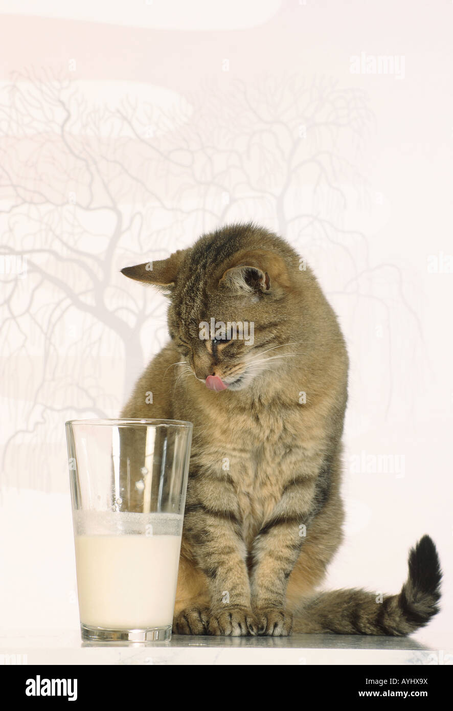 cat - sitting next to a glass of milk Stock Photo
