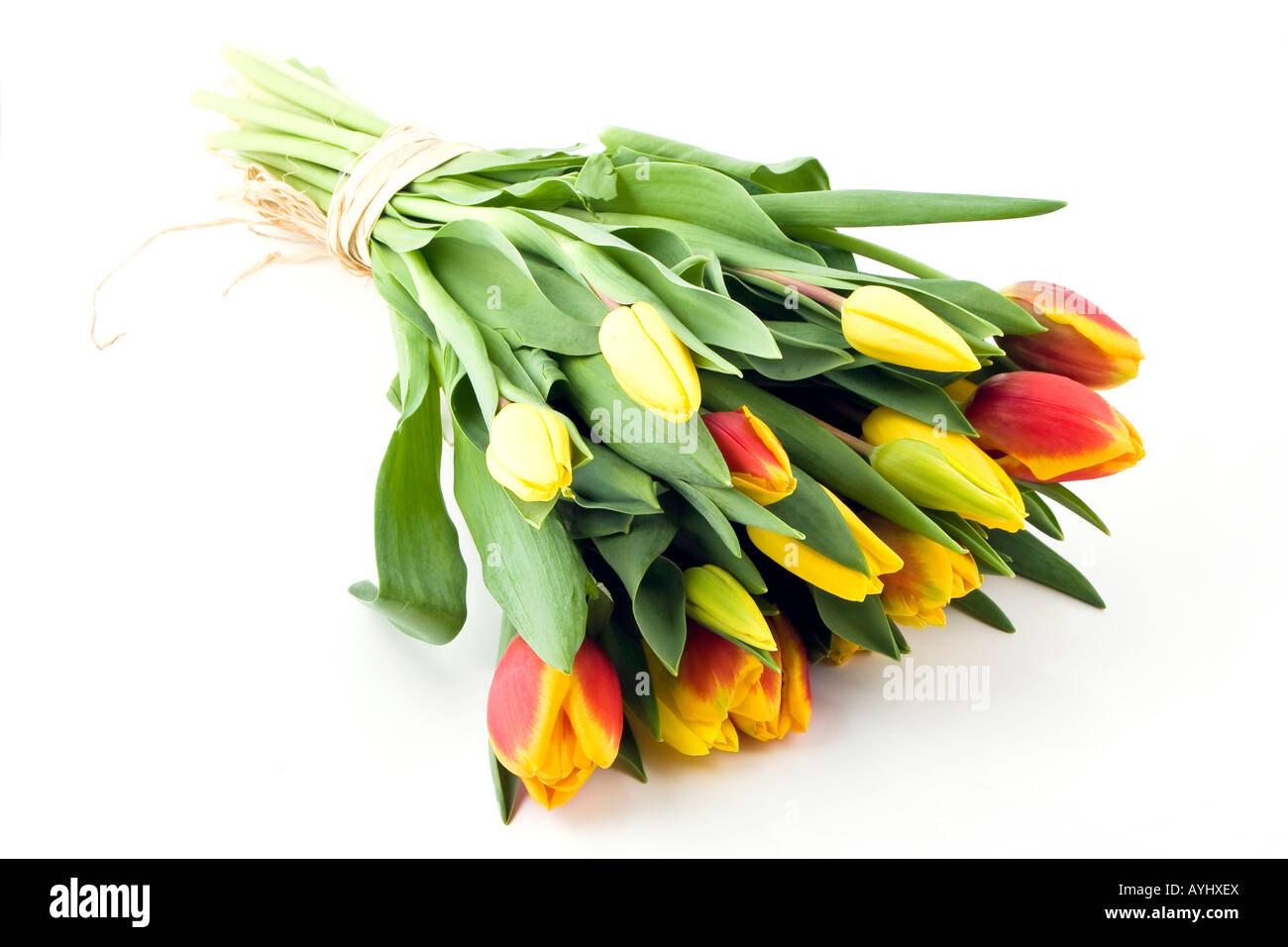 beautiful bunch of tulips laying on a white background Stock Photo