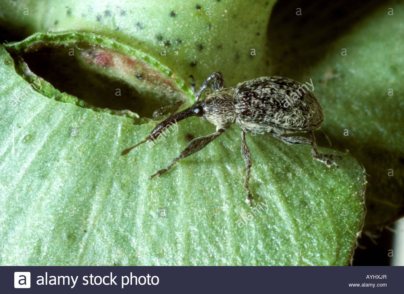 Boll Weevil Anthonomus Grandis Adult Weevil On A Damaged Unopened Stock ...