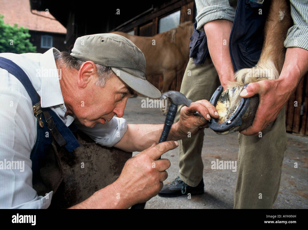 Horse shoeing Stock Photo - Alamy