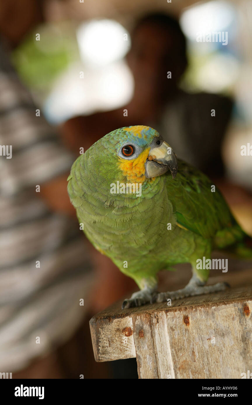 Papagei auf der Theke eines Kiosks Brasilien Stock Photo