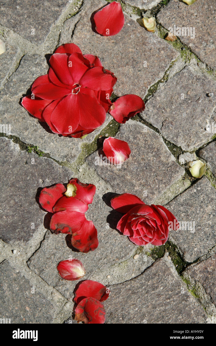 Rose petals falling hi-res stock photography and images - Alamy