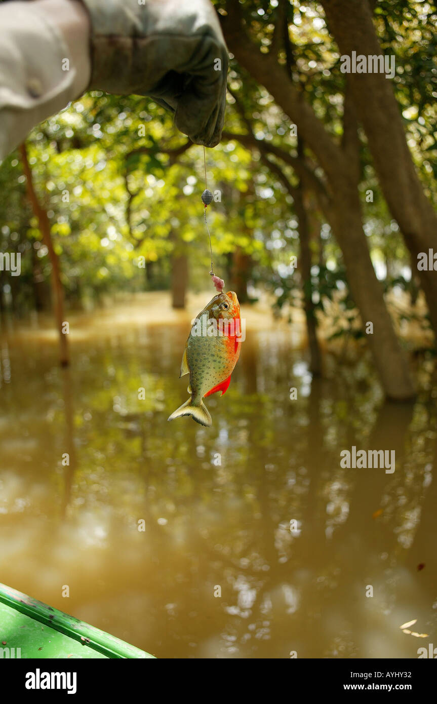 Im Solimes gefangener Roter Piranha am Haken Brasilien Stock Photo