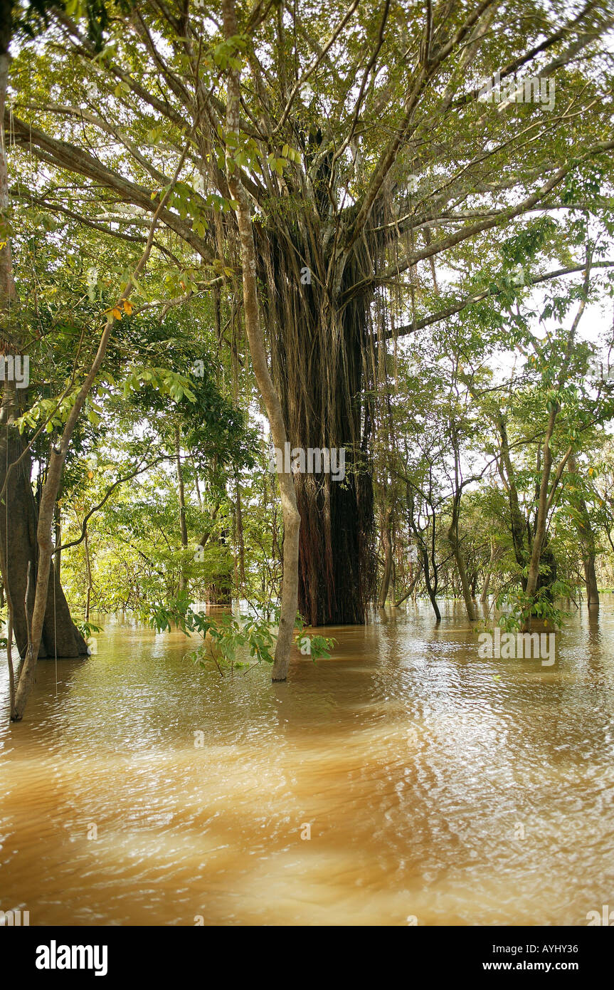 Luftwurzeln haengen von einem Baum ueberfluteter Regenwald des Solimes Brasilien Stock Photo