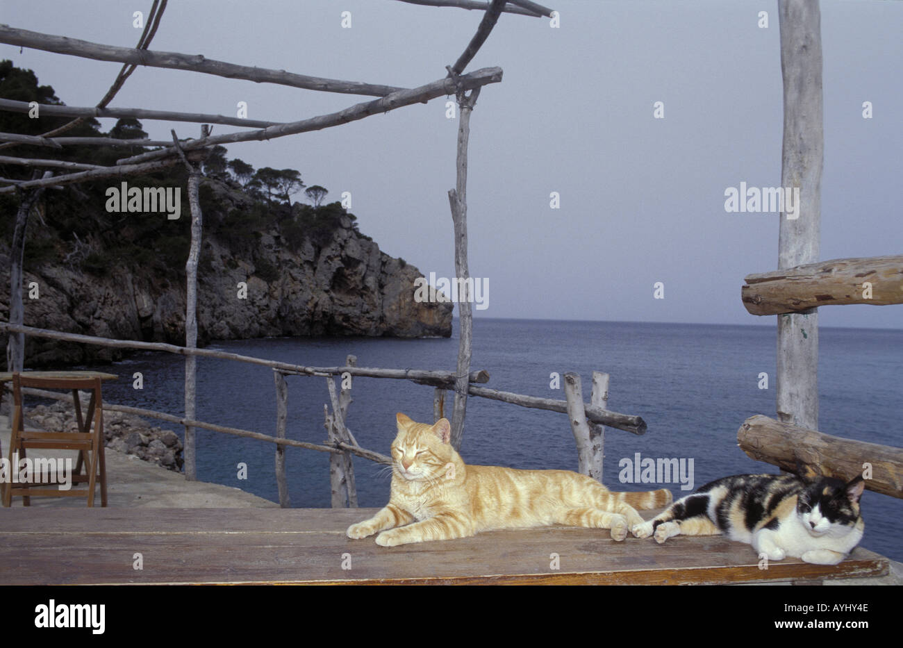 Katzen auf einem Tisch in einem Lokal am Meer Stock Photo