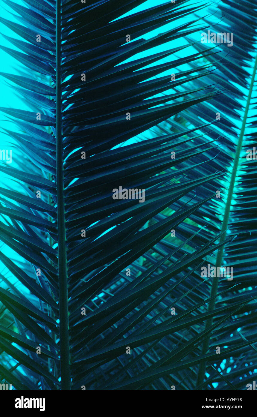 Palmenblaetter in blauem Licht Stock Photo