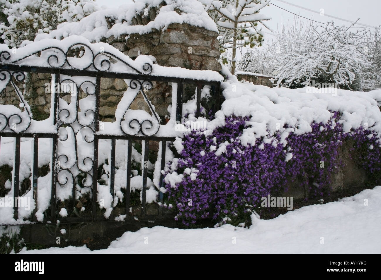 Bright aubretia clinging to a wall in spring under heavy snow in April Stock Photo
