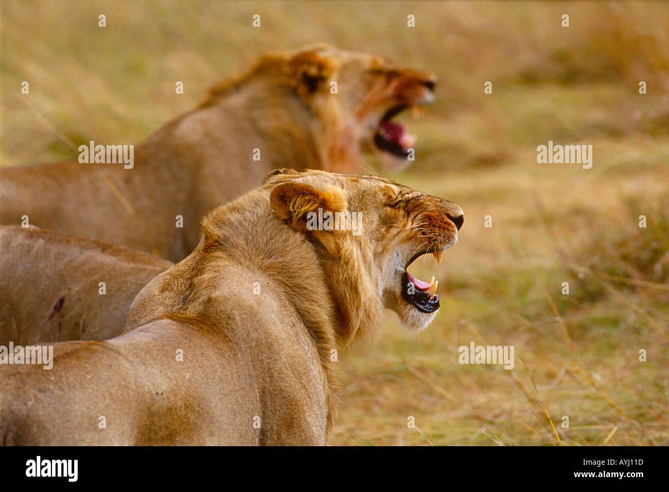 Two Lions Grimacing, Maasai Mara Kenya (Panthera leo) Stock Photo