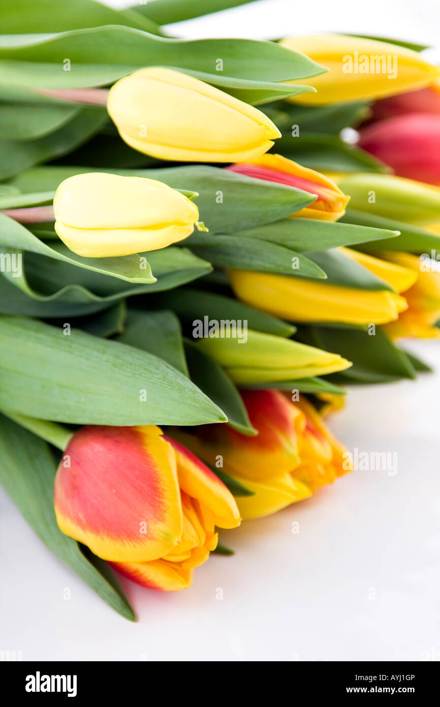 Bunch of tulips laying on a white background shallow dof Stock Photo
