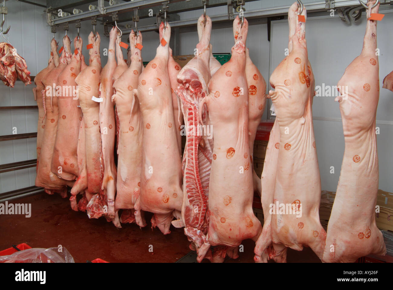 A line of hanging carcasses of organically reared pigs in the butchery