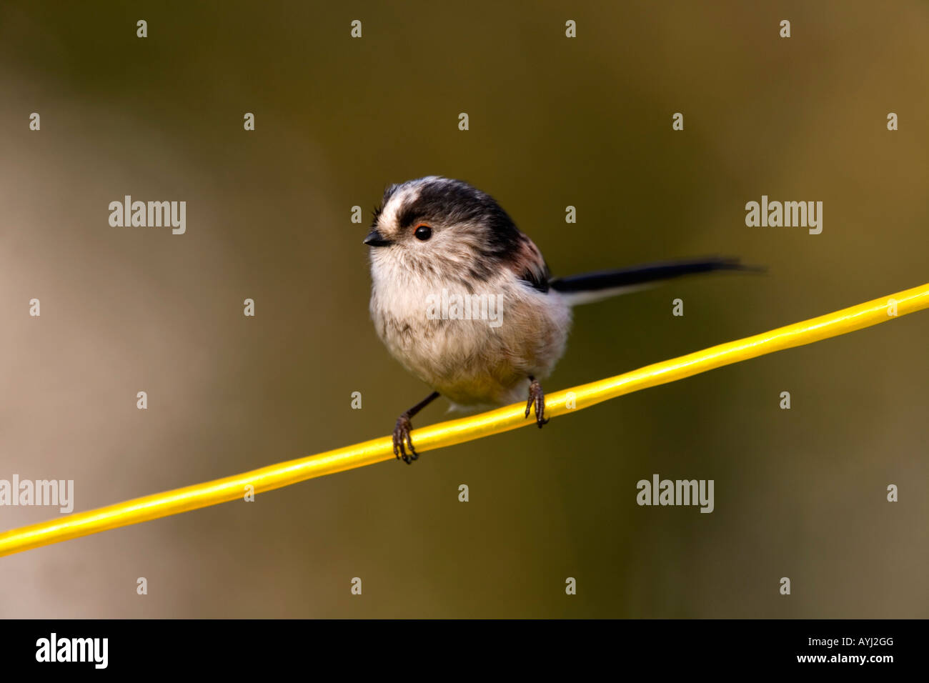 Long Tailed Tit Aegithalos Caudatus On Washing Line Cornwall Stock long-tailed-tit-aegithalos-caudatus-on-washing-line-cornwall-stock