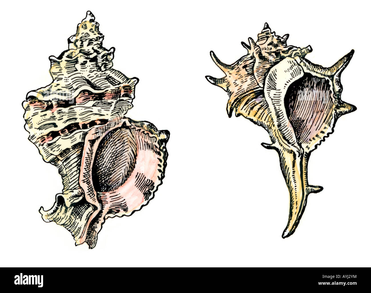 Murex shells source of the purple dye traded by the Phoenicians in ancient times. Hand-colored woodcut Stock Photo