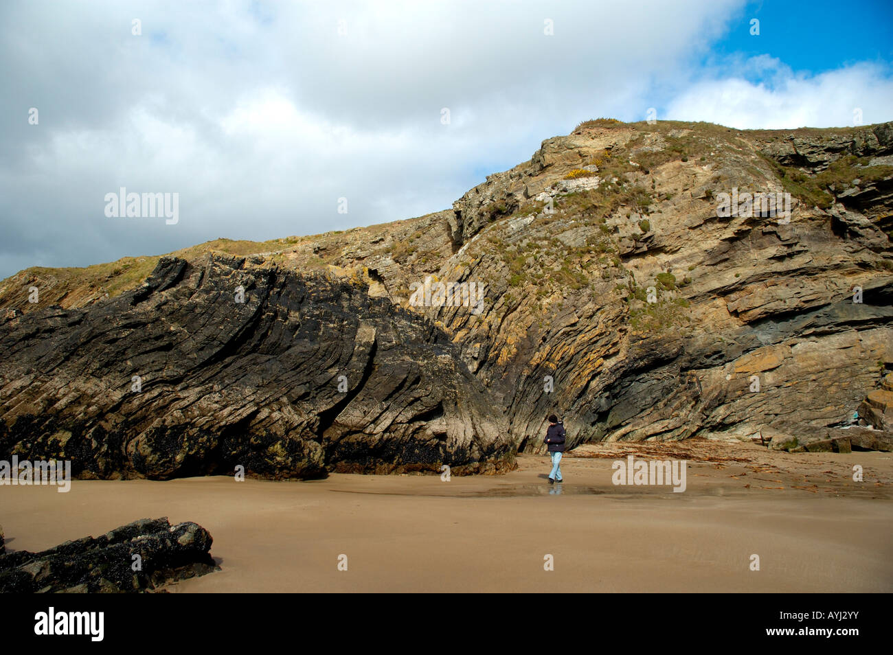 Monoclinal Folding Of Rocks At Goat Island Ardmore Co Waterford Ireland Stock Photo Alamy
