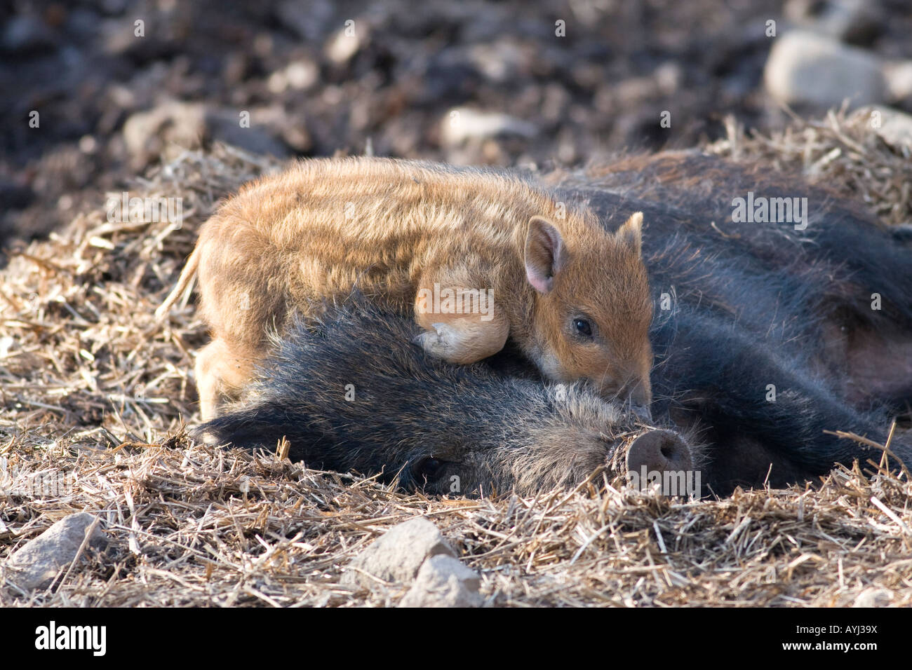 Young wild boar lie on the mother Stock Photo