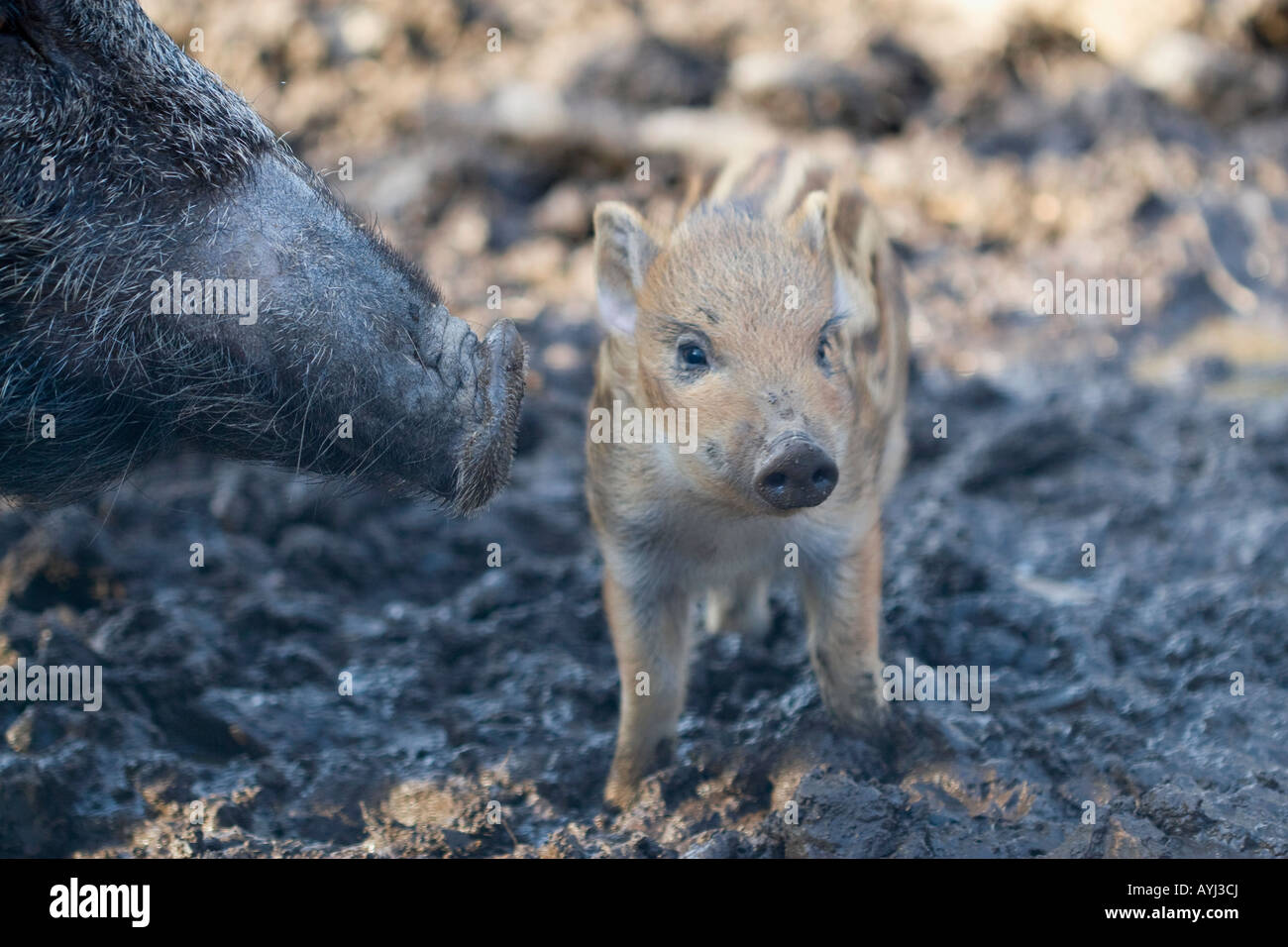 Young wild boar standing in front of off the mother Stock Photo