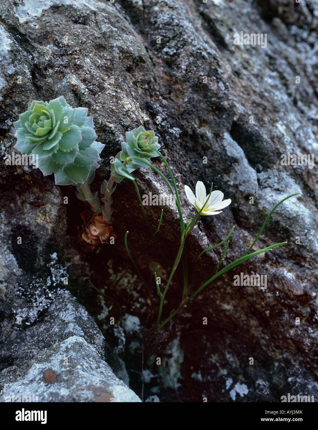 The Snowdon Lilly (Lloydia Serotina). Snowdonia National Park. Wales Stock Photo