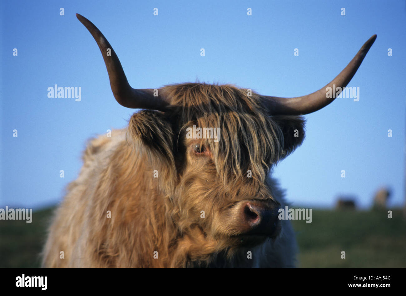 Highland Cow on Skye, Scotland Stock Photo - Alamy