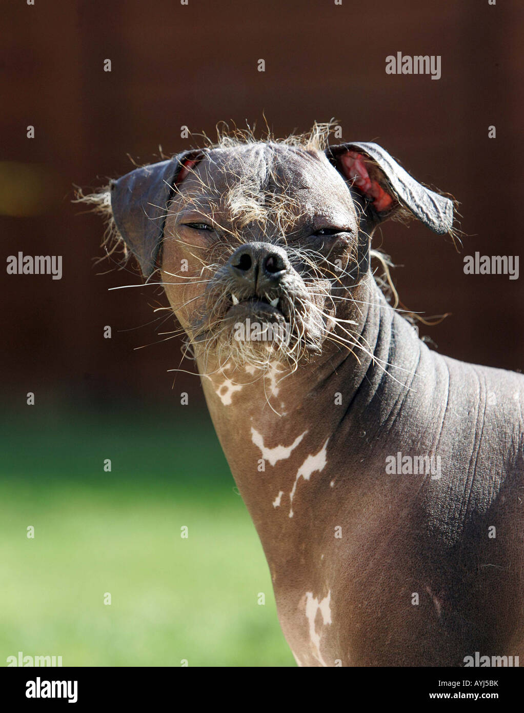 Types Of Small Ugly Dogs