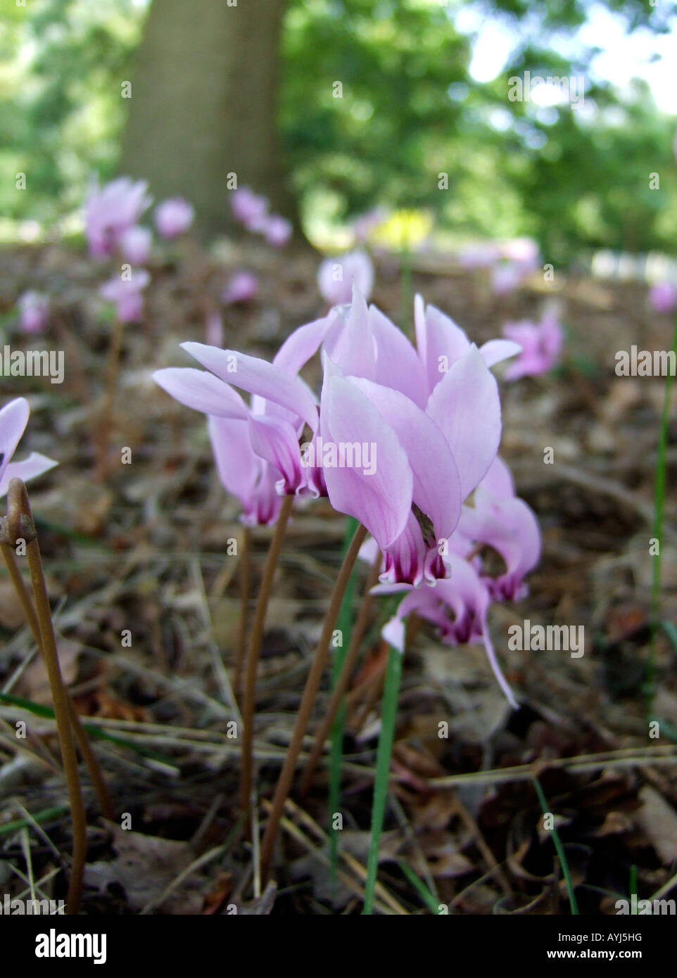 Pale pink Cyclamen persicum growing in shade of tree. Surrey, England, UK. Stock Photo