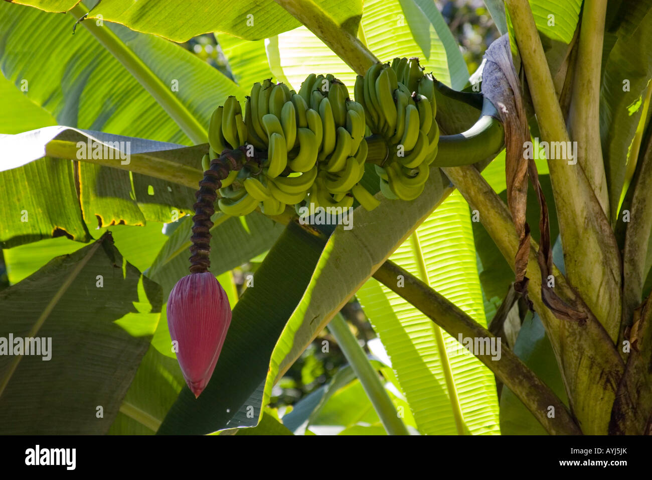 Rain forest south america banana hires stock photography and images
