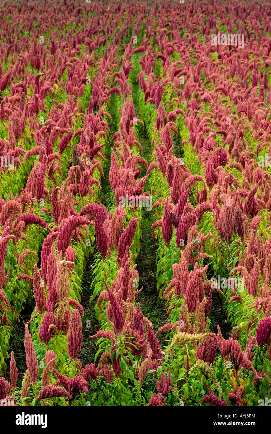 A field of quinoa growing in the Peruvian Andes Stock Photo Alamy