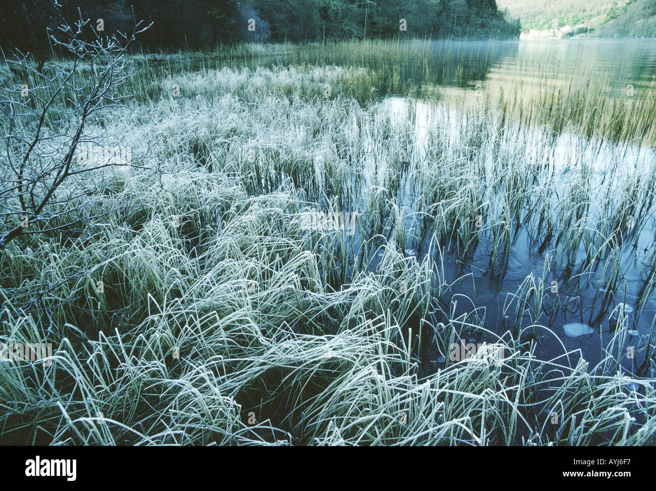Frosted reeds Loch Ard Stirlingshire Scotland UK Stock Photo Alamy