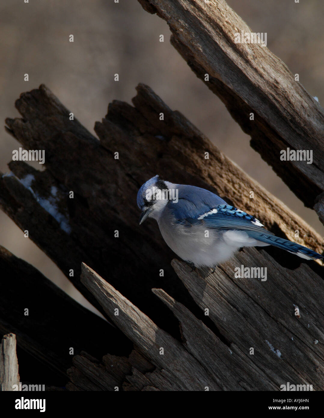 Blue jay colorful songbird log stump bird color Stock Photo