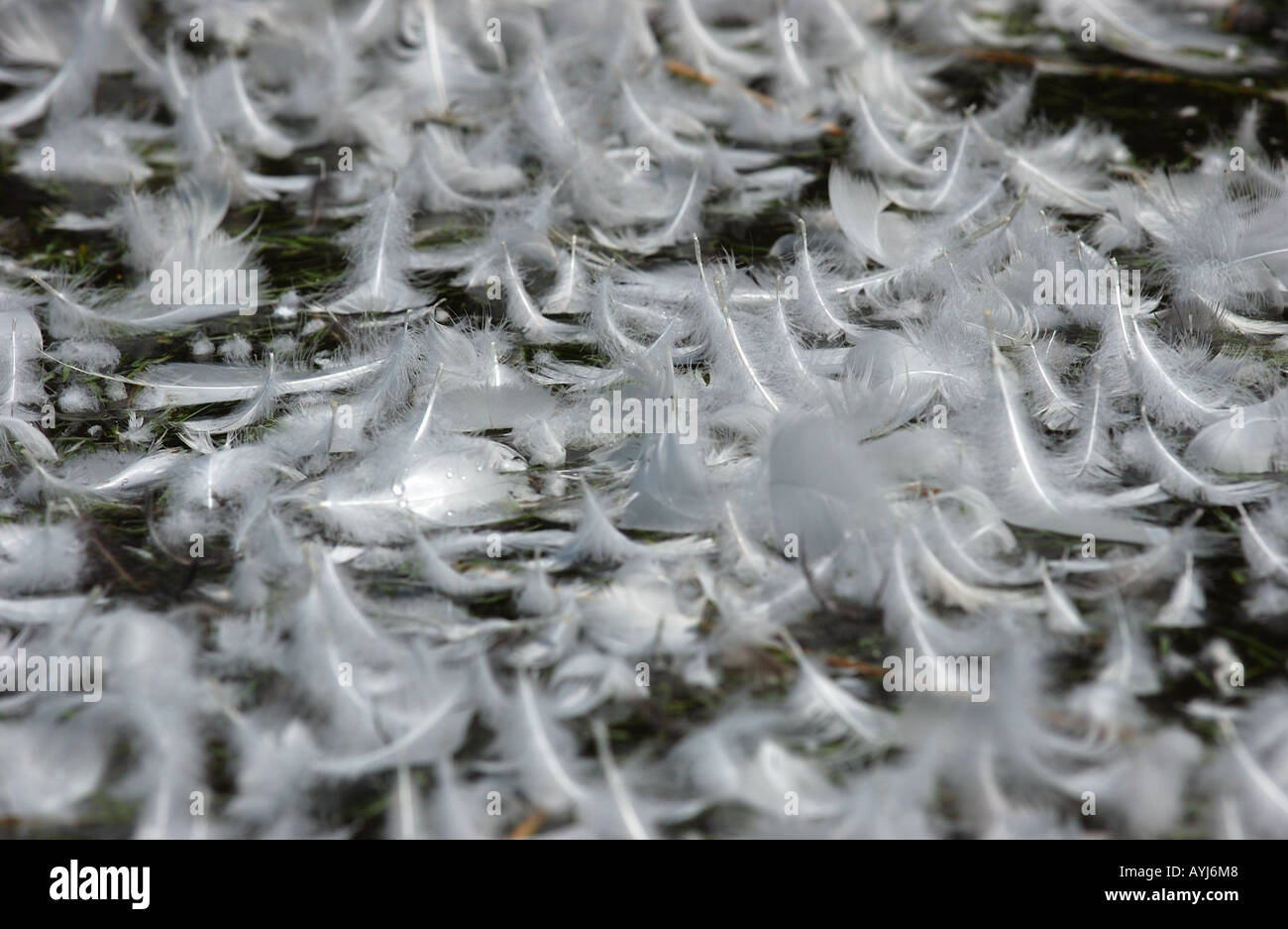 Mass of White Feathers floating on water UK Stock Photo - Alamy