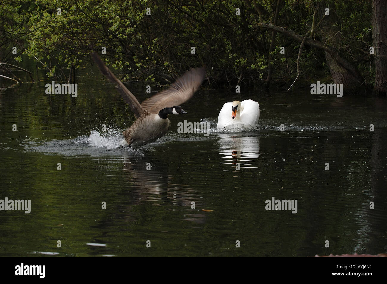 Mute Swan Cygnus olor chasing Canada Goose Branta canadensis on water Oxfordshire UK Stock Photo
