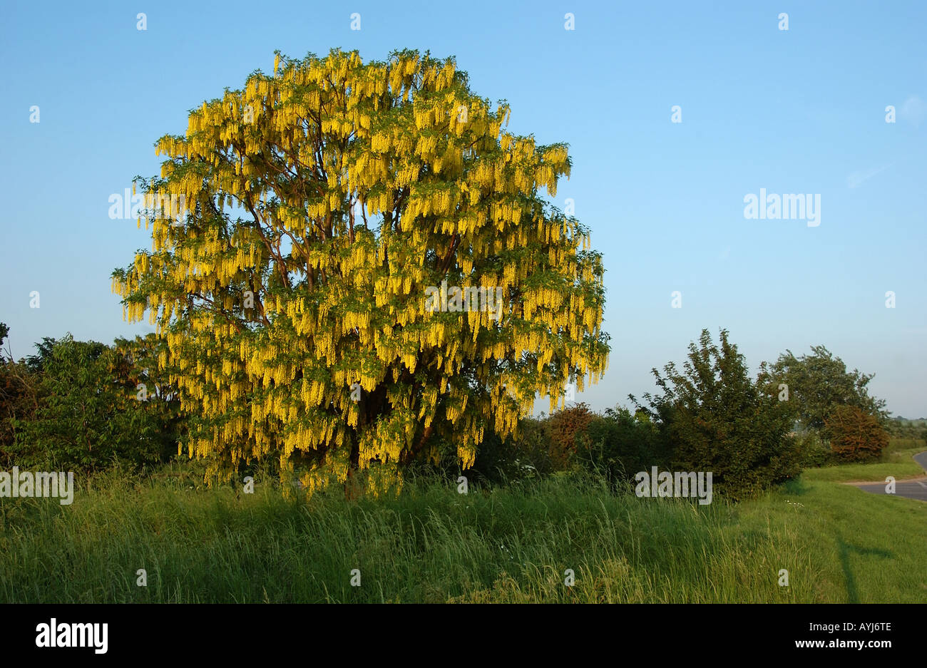 Laburnum Tree Laburnum angyroides in flower Oxfordshire UK Stock Photo ...