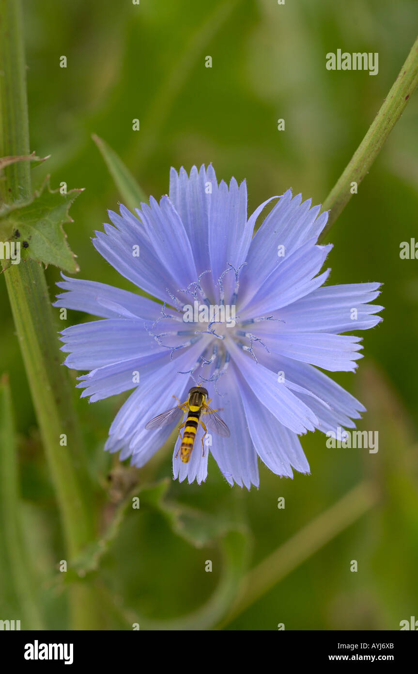Wild Chicory flower Cichorium intybus with resting Hoverfly Syrphus sp Oxfordshire UK Stock Photo