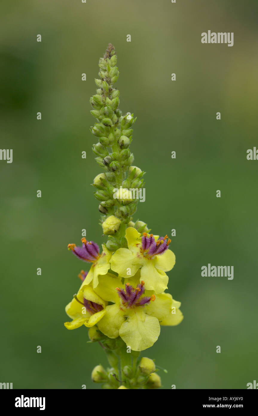 Dark Mullein Verbascum nigram flower spike Oxfordshire UK Stock Photo