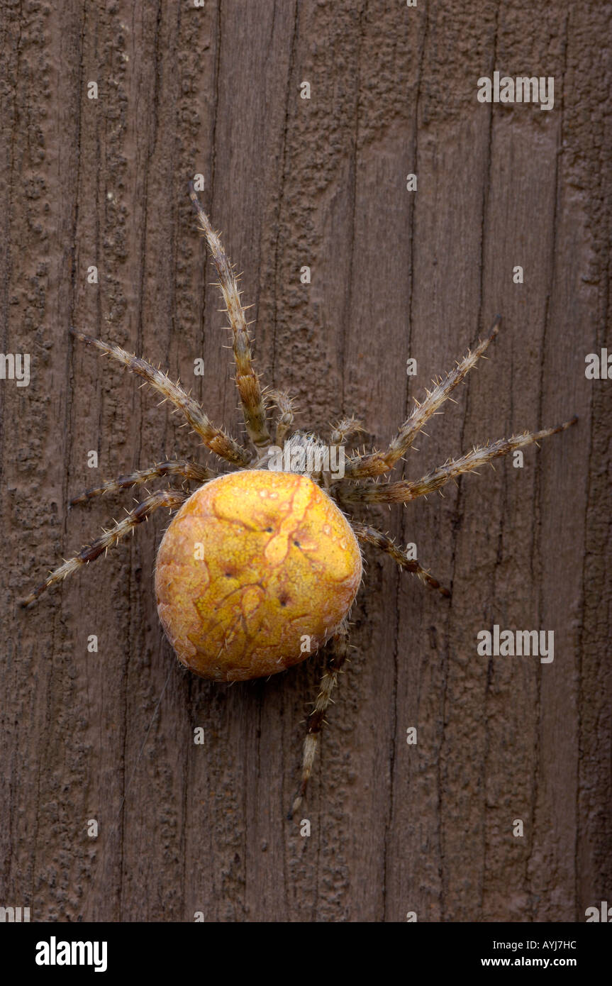 Pregnant Spider Hi res Stock Photography And Images Alamy pregnant-spider-hi-res-stock-photography-and-images-alamy