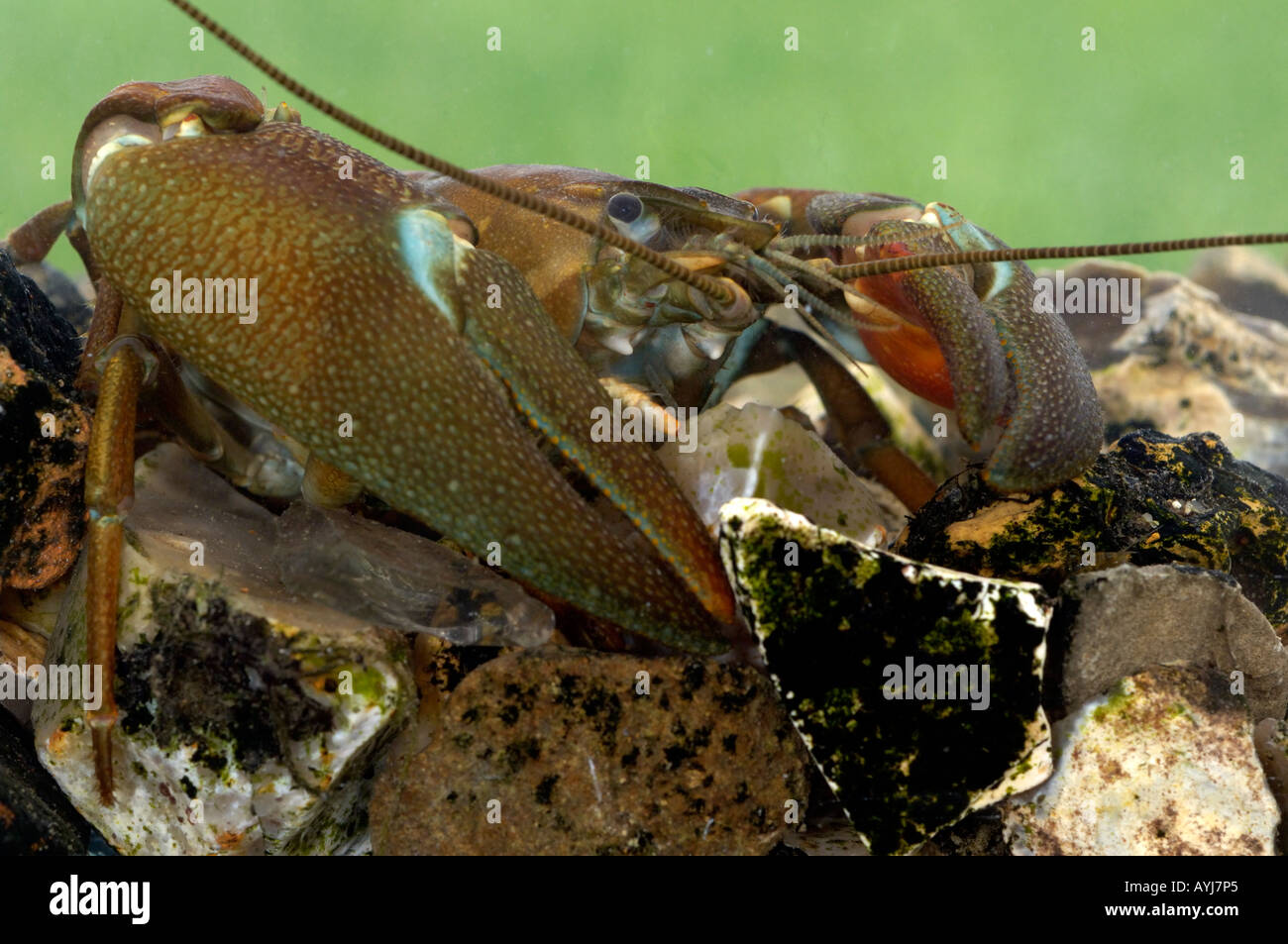 American Signal Crayfish Pacifastacus leniusculus Oxfordshire UK Stock