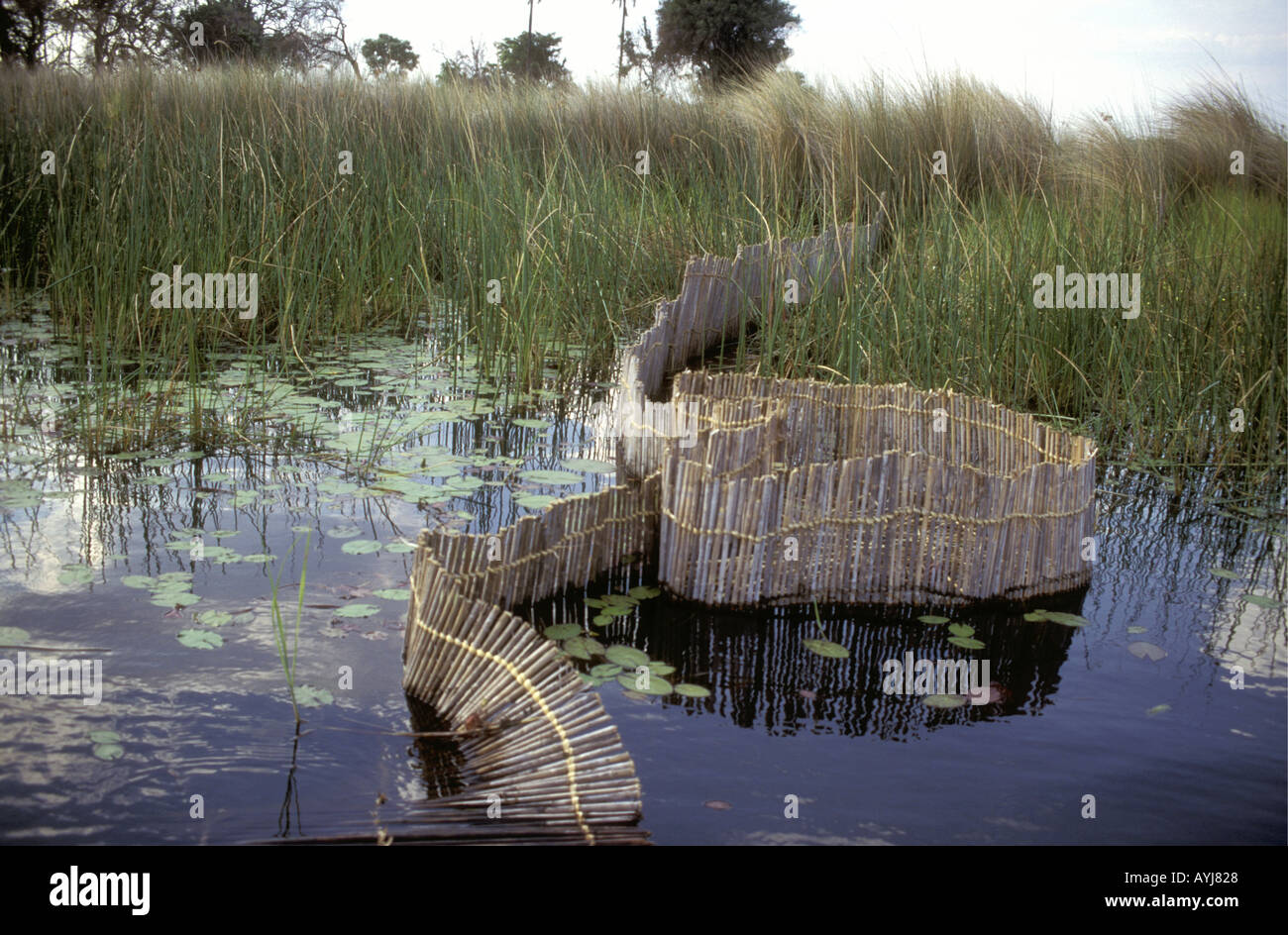 Traditional fish trap on the main river channel in Okavango Delta