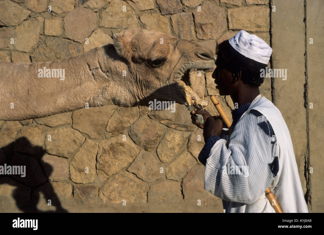 Inspecting a camel Daraw camel market Egypt Stock Photo Alamy