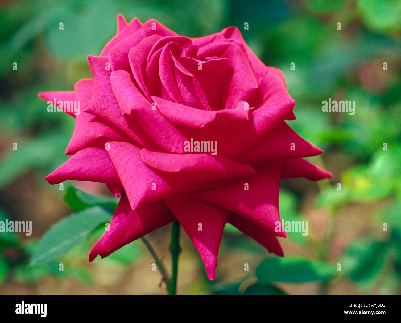 Rosa 'National Trust' Stock Photo