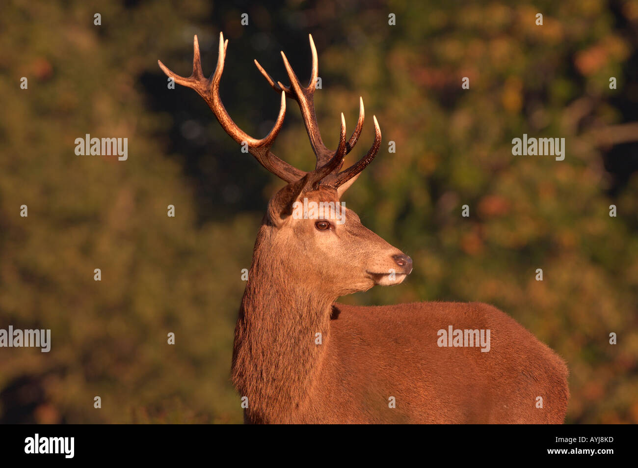 Red Deer Cervus elaphus Stag portrait UK Stock Photo