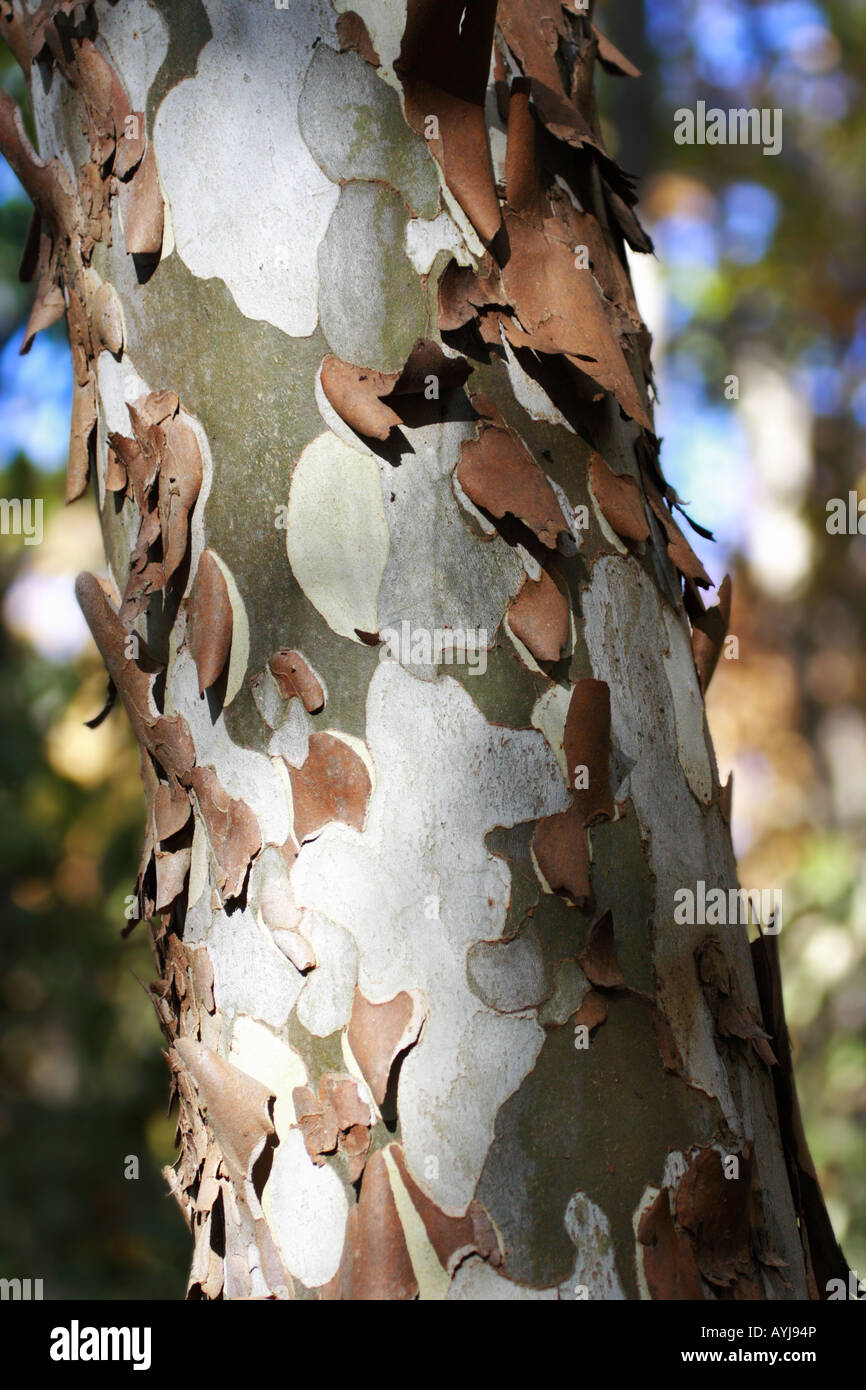 Sycamore partners hi-res stock photography and images - Alamy