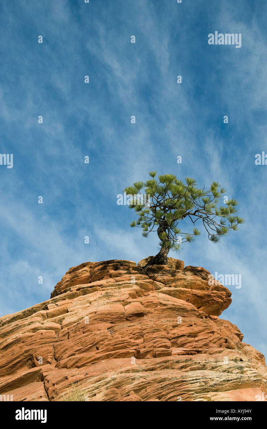 Ponderosa Pine (Pinus ponderosa) on sandstone pillar, Zion National