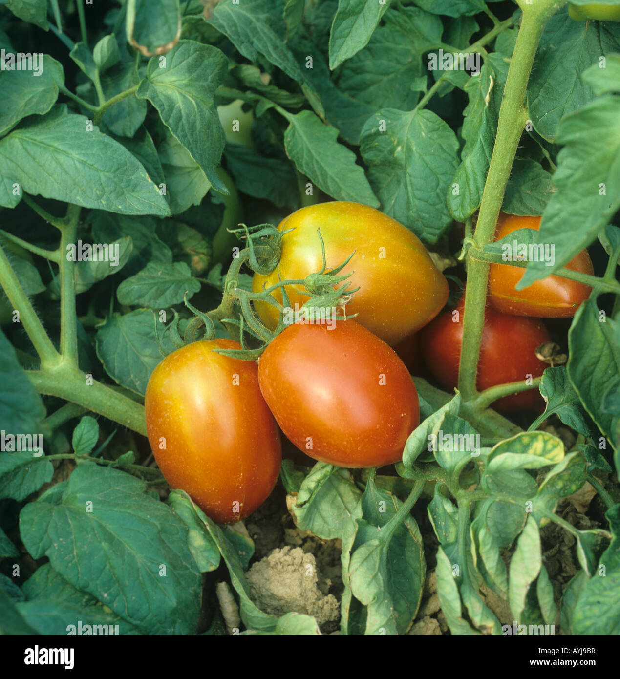 Outdoor plum tomato crop with ripe fruit Greece Stock Photo