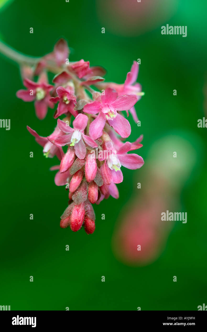 Closeup of red Ribes sanguineum, flowering currant, flowers. It is native to western coastal North America Stock Photo