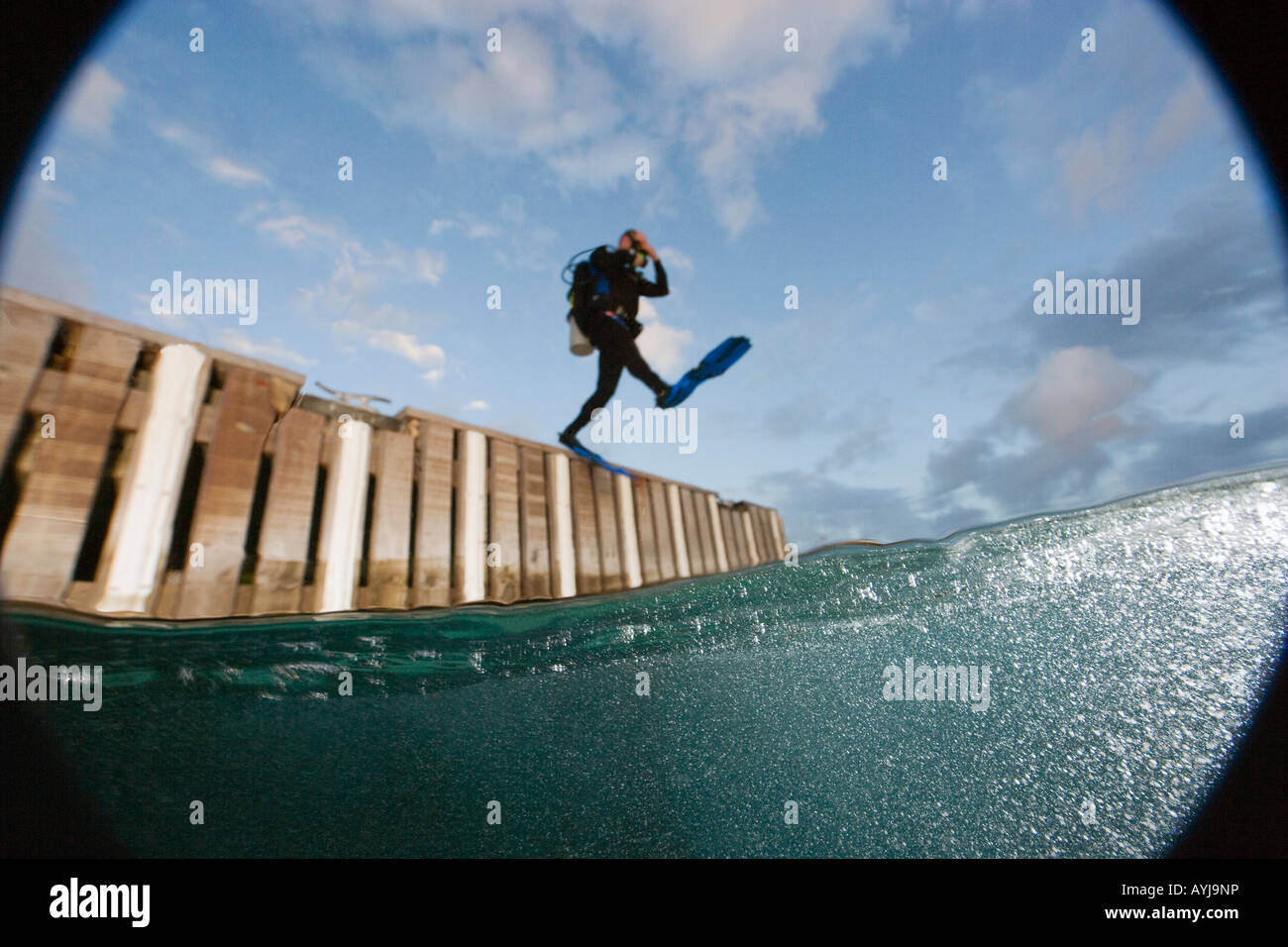 Scuba diver doing giant stride entry off dock, Bonaire, Netherland Antilles Stock Photo