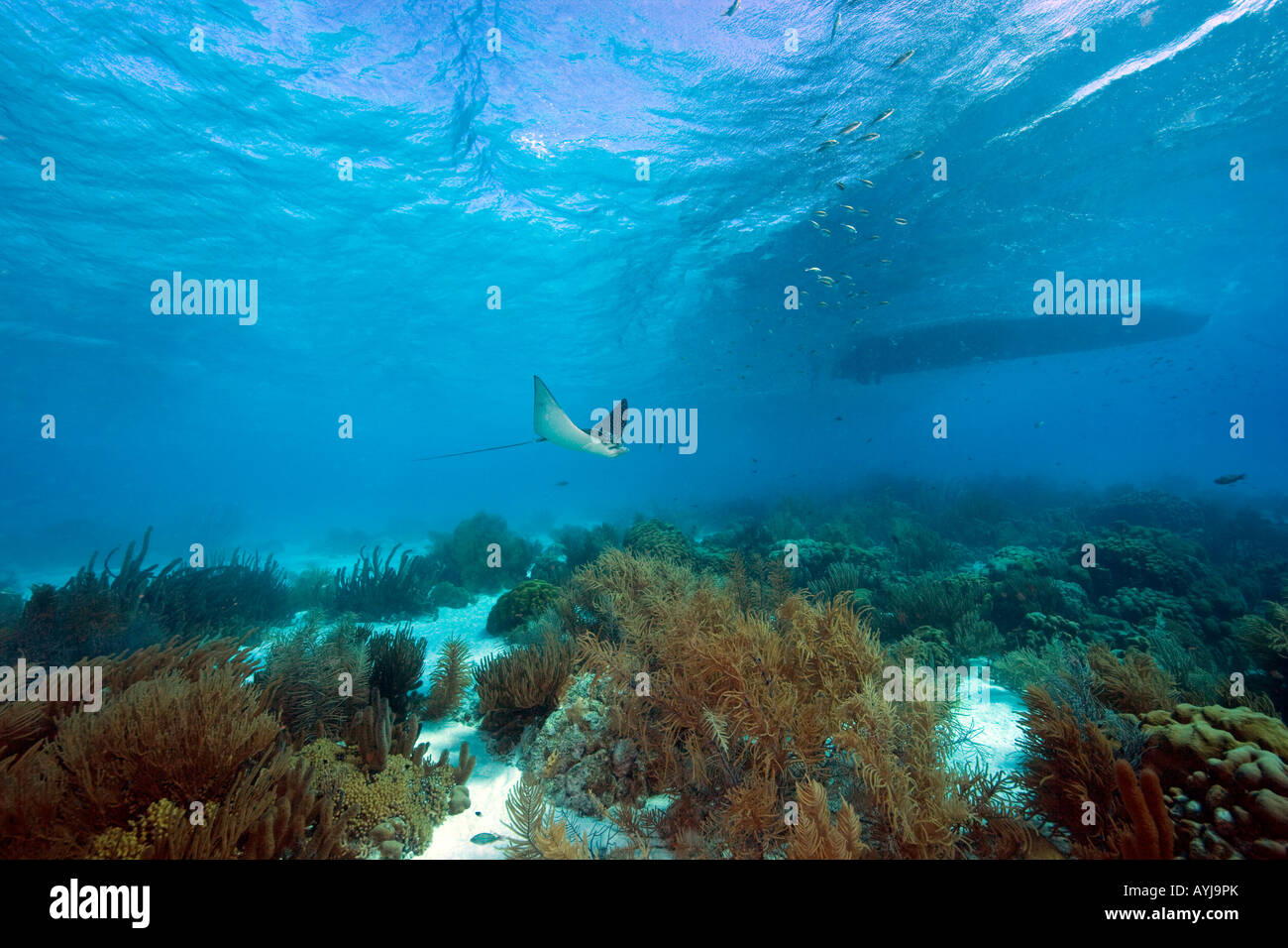 Eagle ray underwater Bonaire Netherland Antilles Stock Photo