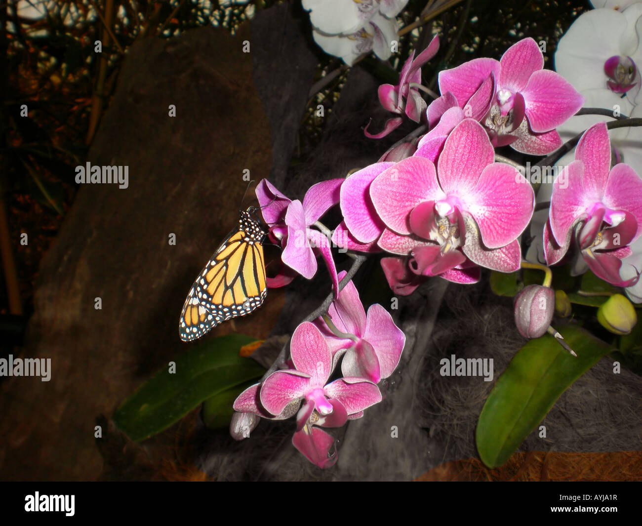 Monarch butterfly and Paphiopedilum orchid 329 Stock Photo